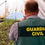 Localizan un vivero clandestino con más de 23.000 plantas de arándanos en Lepe con plantas que eran copias idénticas de variedades protegidas