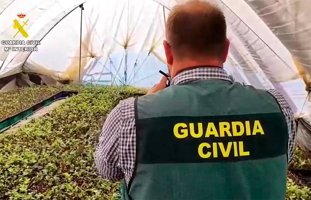 Localizan un vivero clandestino con más de 23.000 plantas de arándanos en Lepe con plantas que eran copias idénticas de variedades protegidas