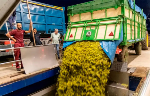 El Ministerio de Agricultura estima que la producción de vino subirá un 15% respecto a la campaña anterior con 36,8 millones de hectolitros