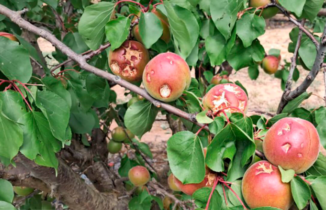 Agroseguro eleva a 80.000 hectáreas agrícolas los daños por las tormentas de pedrisco en mayo especialmente en seis comunidades autónomas