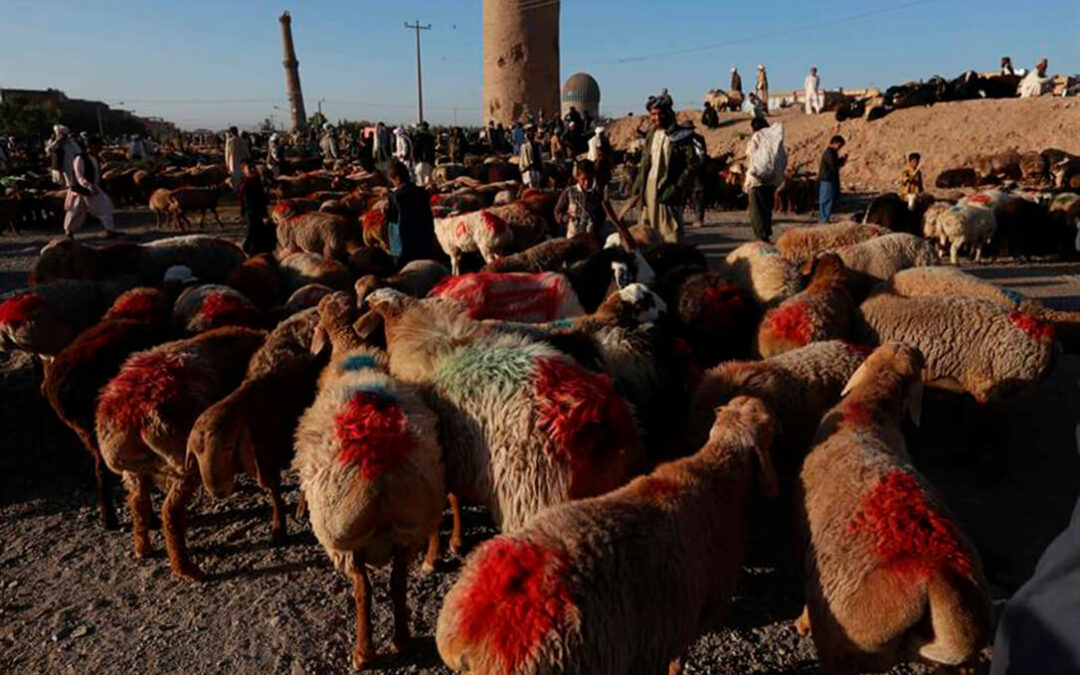 Los musulmanes de Ceuta celebrarán fiesta del sacrificio al tener abastecimiento de ganado pese anularse en Marruecos por la sequía