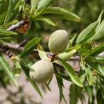 A los productores de almendra ecológica y convencional no les convencen las previsiones ‘oficiales’ y las rebajan a poco más de 105.000 toneladas