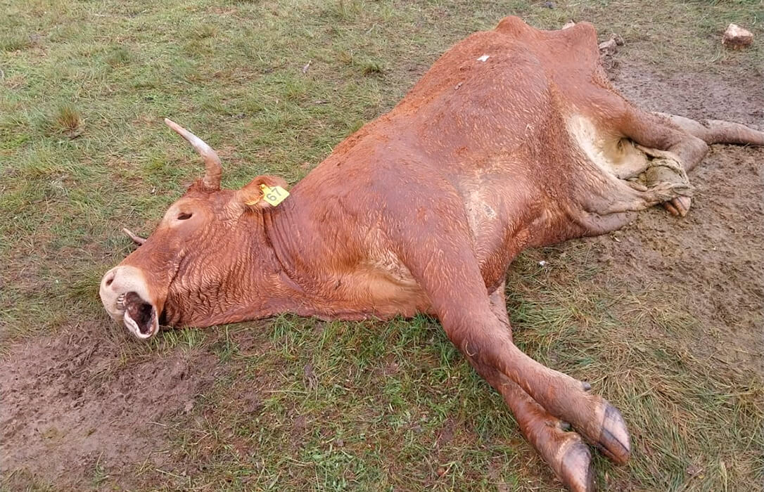 Nuevo ataque: alrededor de 150 buitres matan a una vaca que muere defendiendo a su ternero en La Mata de Ledesma
