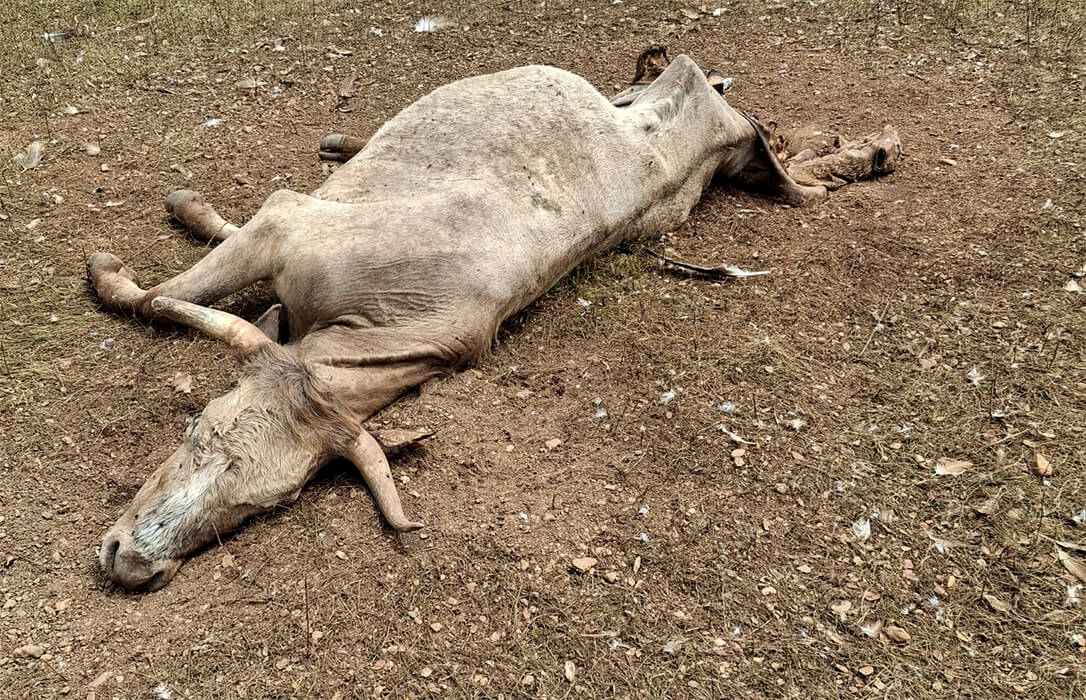 Siguen los ataques reiterados de buitres en Salamanca: una vaca y un ternero muertos las últimas víctimas en un problema que se torna grave