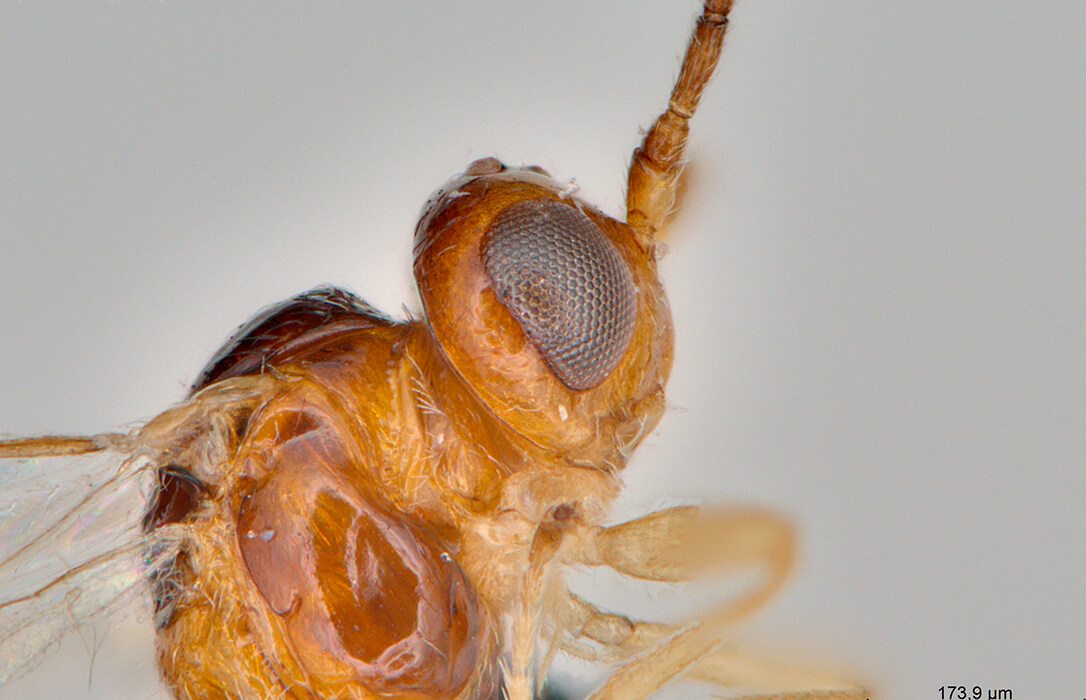 Identificado por primera vez la avispilla Opius inflammatus como un parasitoide del minador responsable de crecientes daños en horticultura protegida