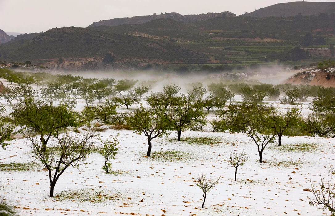 “Los agricultores necesitan ayudas directas y urgentes, no endeudarse más”: exigen que se inyecten liquidez con urgencia tras el granizo