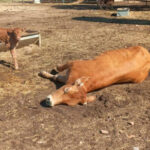 El BOE publica la cobertura de los seguros y de los gastos derivados de la retirada y destrucción de animales muertos en la explotación