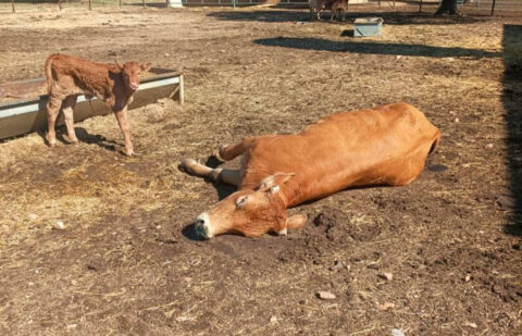 El BOE publica la cobertura de los seguros y de los gastos derivados de la retirada y destrucción de animales muertos en la explotación