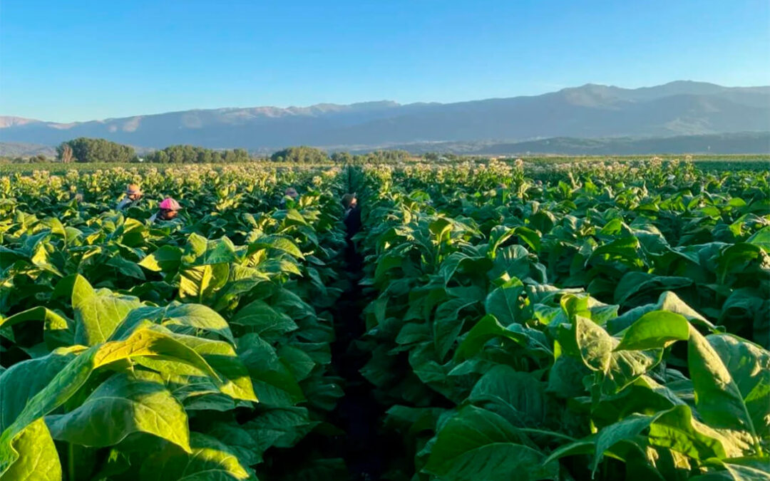 La campaña del tabaco 2025 arranca con más producción y mejores precios a pesar de iniciarla con retrasos en la siembra