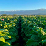 La campaña del tabaco 2025 arranca con más producción y mejores precios a pesar de iniciarla con retrasos en la siembra
