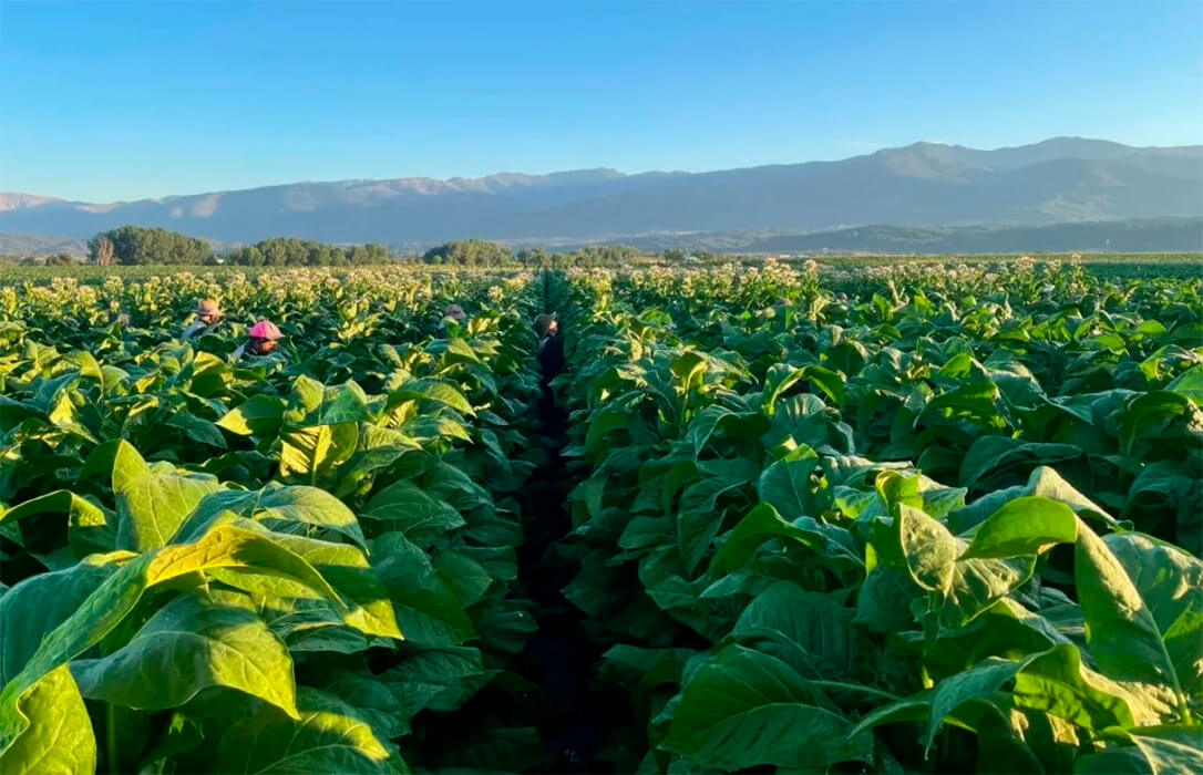 La campaña del tabaco 2025 arranca con más producción y mejores precios a pesar de iniciarla con retrasos en la siembra