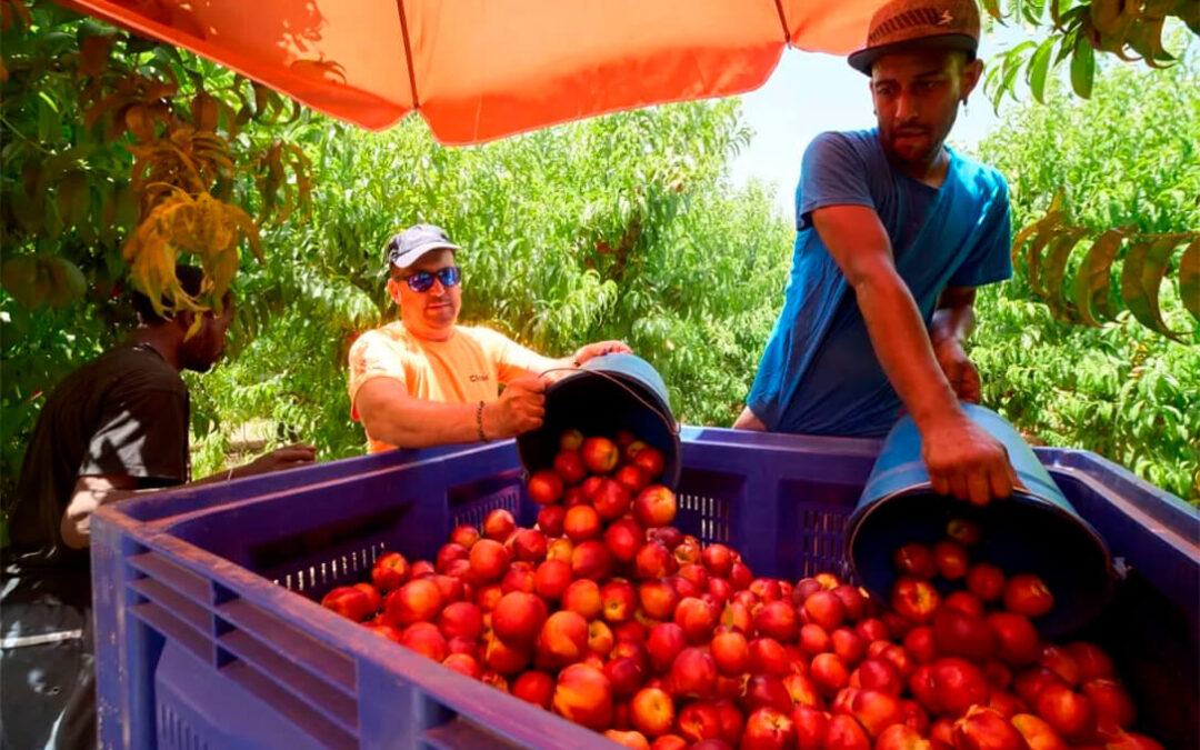 La fruta de hueso encara una campaña «equilibrada» y con una mayor previsión de volumen pese a iniciarse con unos días de retraso