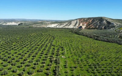 Cortijo de Guadiana se convierte en la primera finca de olivar que obtiene el certificado AENOR de Agricultura Regenerativa