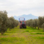La sostenibilidad da dinero: Agricultores de la DOP Estepa podrían obtener 20 millones por la venta de créditos de carbono