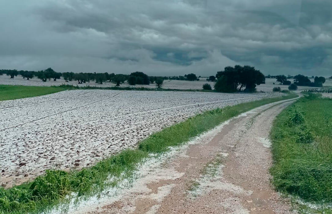 Una primera valoración alerta de daños catastróficos en el campo por las tormentas de granizo en las cinco provincias de Castilla-La Mancha