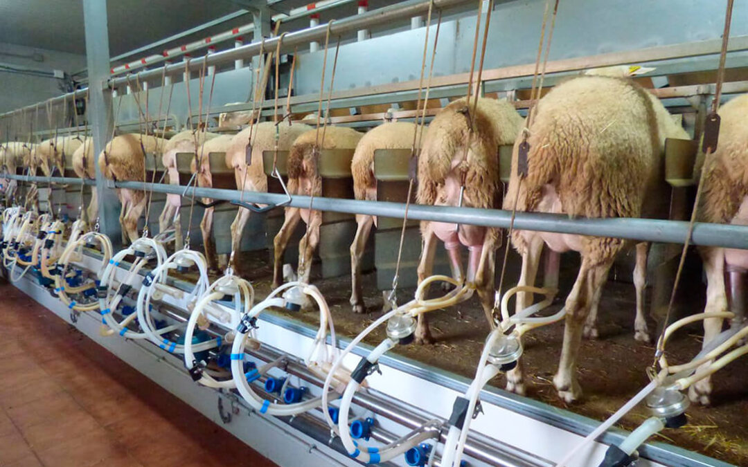 La debacle del sector de ovino y caprino de leche: los precios no cubren siquiera los costes y la tasa de abandono está aumentando