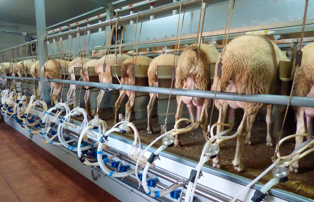 La debacle del sector de ovino y caprino de leche: los precios no cubren siquiera los costes y la tasa de abandono está aumentando
