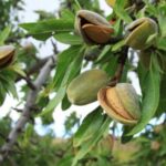El Ministerio publica un listado con 17.242 beneficiarios de la ayuda por la sequía a los frutos de cáscara por 20 millones y deja fuera a Granada