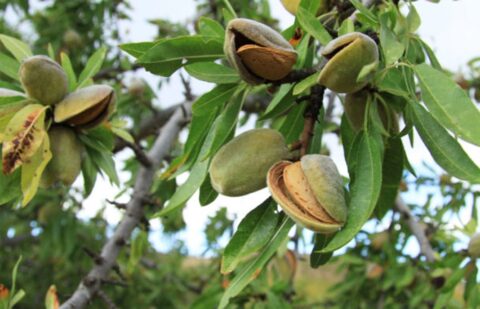 El Ministerio publica un listado con 17.242 beneficiarios de la ayuda por la sequía a los frutos de cáscara por 20 millones y deja fuera a Granada