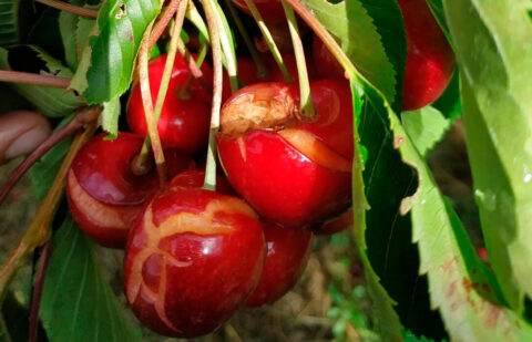 Extremadura reconoce como desastres naturales la lengua azul y la lluvia para la cereza lo que permite una ayuda temporal a los afectados
