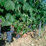 Aviso para los agricultores: la detección de oidio en viñedo insta a que los viticultores empiecen a tomar medidas ante esta plaga