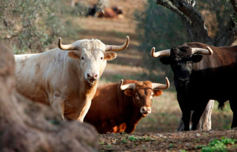 Carta abierta: 16 de mayo, Día de la Tauromaquia
