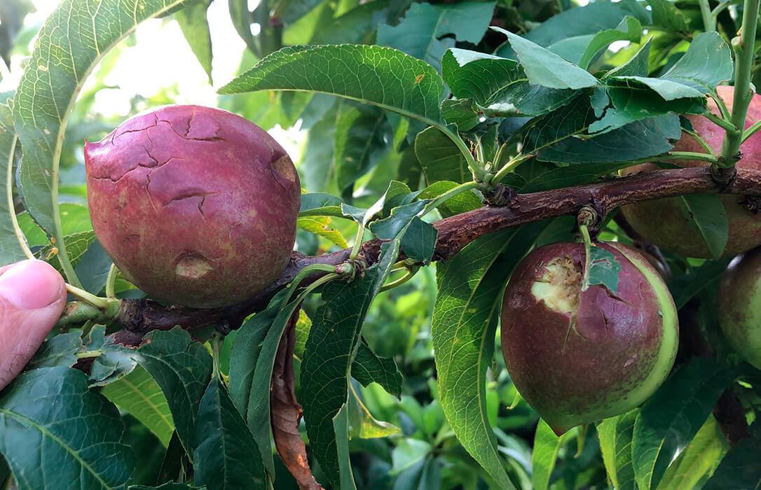 El pedrisco del pasado sábado afectó a miles de hectáreas de cultivo en la comarca de la Vall d’Albaida y ya se habla de dos millones en daños
