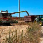 El trigo marca mínimos de tres años en España coincidiendo una caída global en los cereales en las bolsas internacionales