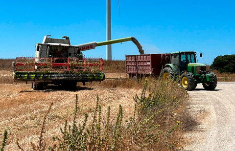 El trigo marca mínimos de tres años en España coincidiendo una caída global en los cereales en las bolsas internacionales