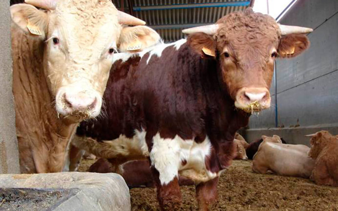 Agrocompostaje avanzado de estiércoles de vacuno de carne: Provacuno avanza una propuesta de las mejores técnicas disponibles