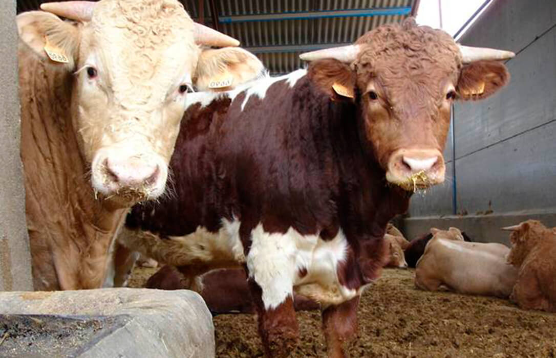 Agrocompostaje avanzado de estiércoles de vacuno de carne: Provacuno avanza una propuesta de las mejores técnicas disponibles