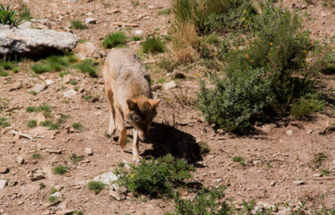 Cambio de estatus en el lobo: piden al Gobierno que actúe ya porque «ya no hay Europa a la que culpar, las excusas se han agotado»