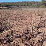 No aguantan más: convocada una movilización para exigir medidas contundentes que atajen los daños que causa la fauna silvestre