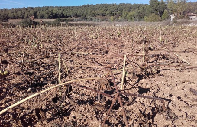 No aguantan más: convocada una movilización para exigir medidas contundentes que atajen los daños que causa la fauna silvestre