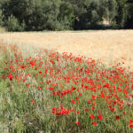 Fademur forma en riesgos y seguros a agricultoras y ganaderas dentro del programa Plan Allen Rural para proteger sus explotaciones