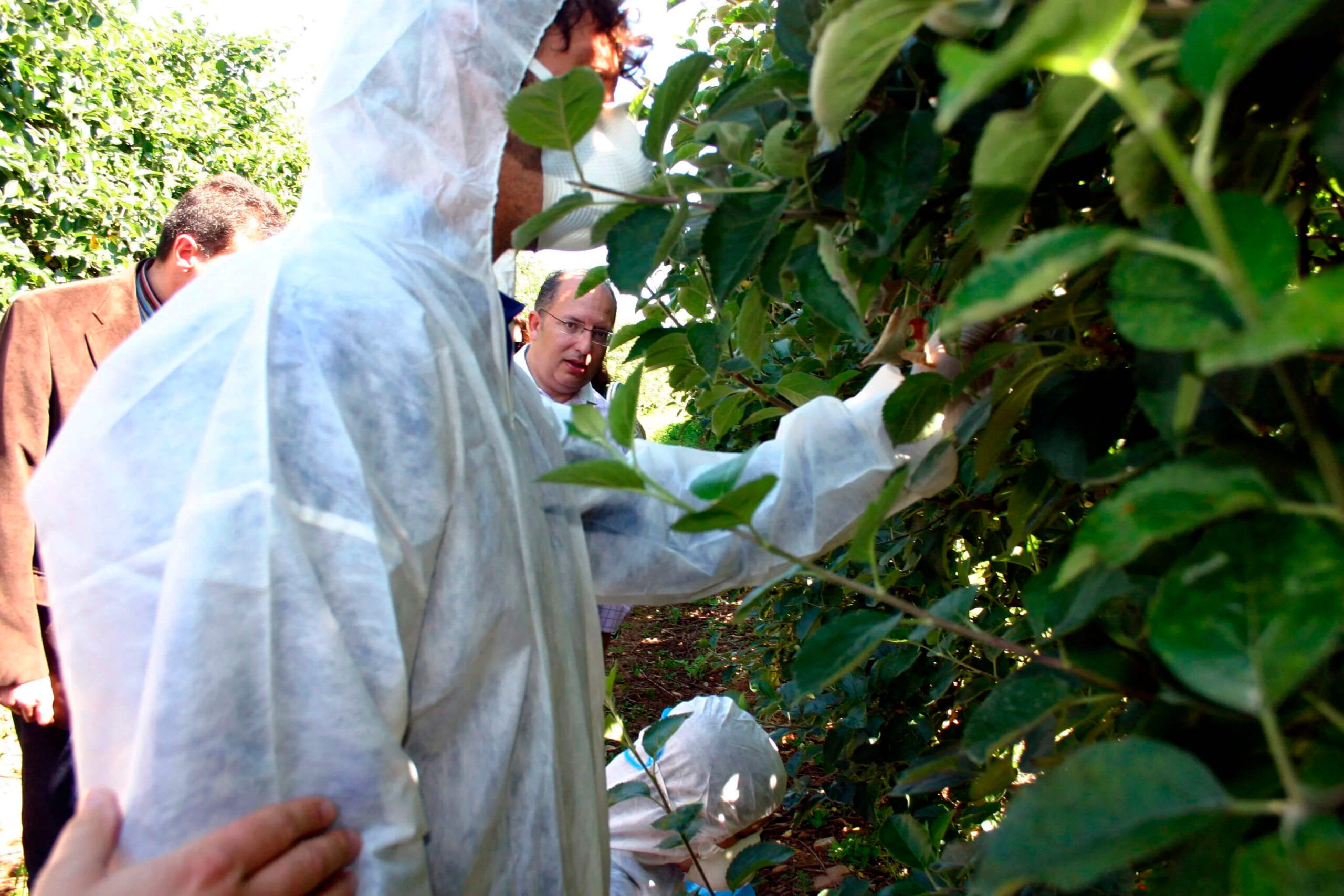 Máxima preocupación ante el avance del fuego bacteriano que puede poner en serio riesgo la permanencia de este cultivo en La Rioja