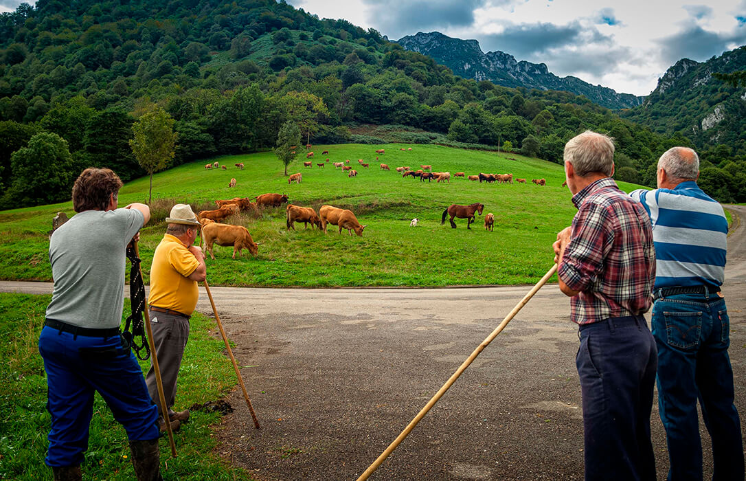 Cooperativas traslada en Bruselas la urgencia de apoyar a la ganadería como sector clave para las zonas rurales