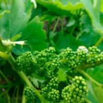 Las cooperativas vitivinícolas alertan de que la próxima vendimia está en grave riesgo ante las pérdidas de uva por el mildiu