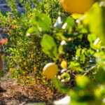 El Consejo General de Organizaciones Interprofesionales Agroalimentarias apoya la nueva extensión de norma para el limón y pomelo de Ailimpo