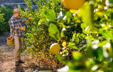 El Consejo General de Organizaciones Interprofesionales Agroalimentarias apoya la nueva extensión de norma para el limón y pomelo de Ailimpo