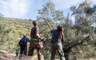 Innovación y éxito en el mundo rural: Una almazara de montaña que conquista el mercado de la cosmética natural