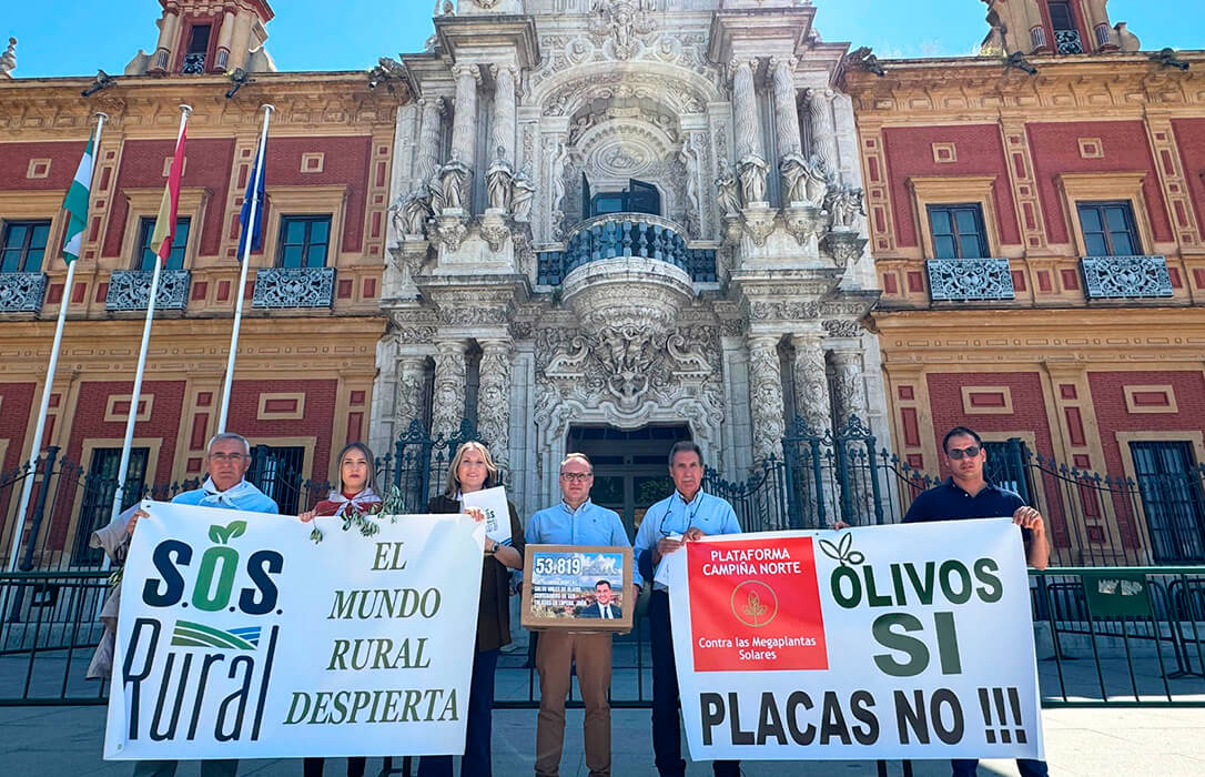 Más de 55.000 firmas contra la decisión de la Junta de Andalucía de talar olivos centenarios para poner placas solares