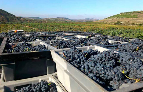 Critican que el nuevo Paquete de Vino del Gobierno se queda corto al dejar de lado aspectos muy importantes para los viticultores
