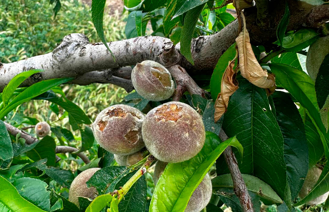 Daños granizo: reclaman ayudas directas para los agricultores que se han quedado fuera al eliminarse la extensión de garantías de cítricos