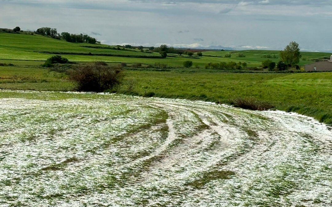 Las tormentas arrasan miles de hectáreas de cultivo: «las pérdidas serán millonarias» y piden convocar la Mesa de Adversidades Climáticas