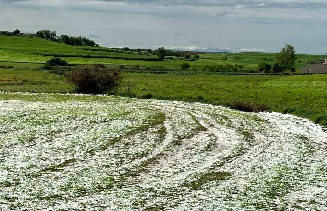 Las tormentas arrasan miles de hectáreas de cultivo: «las pérdidas serán millonarias» y piden convocar la Mesa de Adversidades Climáticas