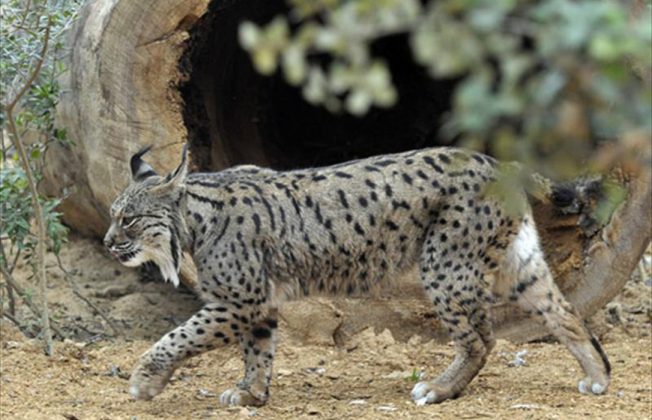 La población de linces ibéricos creció un 19% en 2024 respecto al año anterior, con un censo total que alcanza los 2.401 individuos