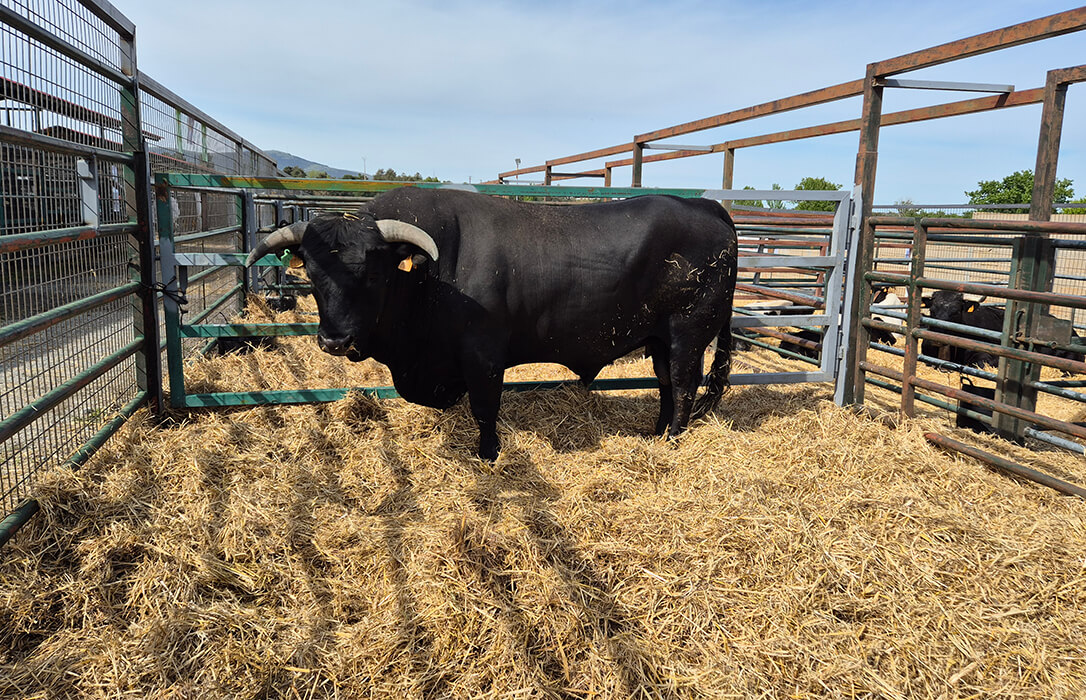 Feria de Villacastín: Gran éxito de la Avileña–Negra Ibérica con un precio medio de hembras joven superando los 2.000€ por ejemplar