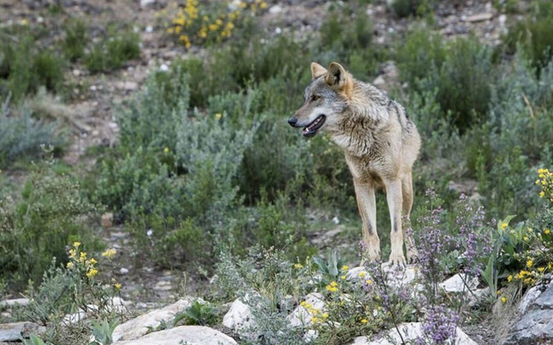 El Parlamento Europeo aprueba la rebaja de la protección al lobo y avala la propuesta respaldada por la Comisión Europea