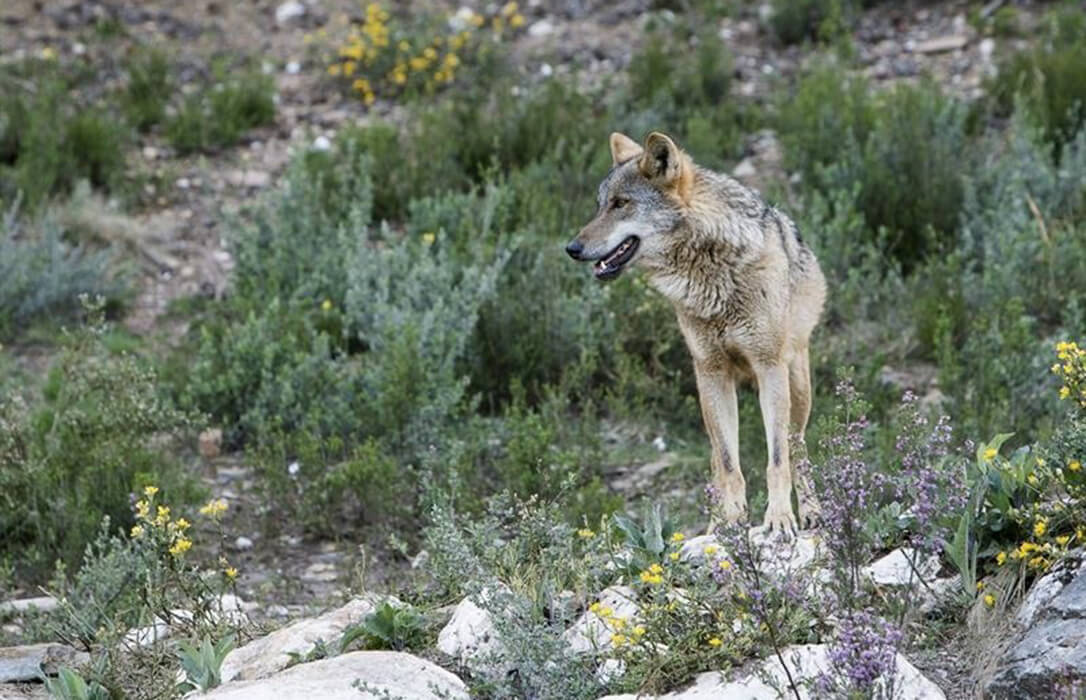 El Parlamento Europeo aprueba la rebaja de la protección al lobo y avala la propuesta respaldada por la Comisión Europea